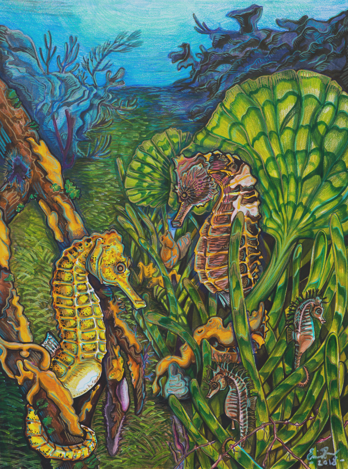 The Three Seahorses of Biscayne National Park, Part 1